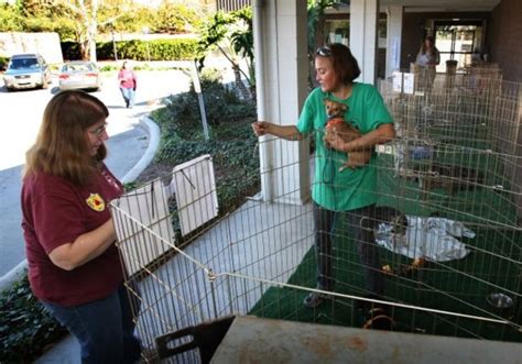 Simi valley animal shelter - Best Homeless Shelters in Simi Valley, CA - San Fernando Valley Rescue Mission, The Shield of God Foundation, Ascencia, Wellness Housing, I'm Still Standing, Helping Hands Outreach, Widows and Orphans, Cabins Shelters, Choices In Action